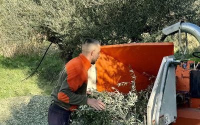 VINTERARBETE I OLIVLUNDEN (2)
