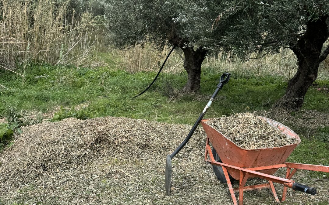 VINTERARBETE I OLIVLUNDEN (3)