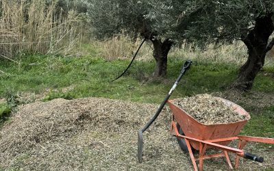 VINTERARBETE I OLIVLUNDEN (3)