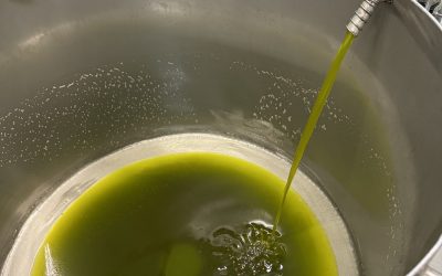KÄNSLAN NÄR OLIVERNA PRESSAS TILL OLJA